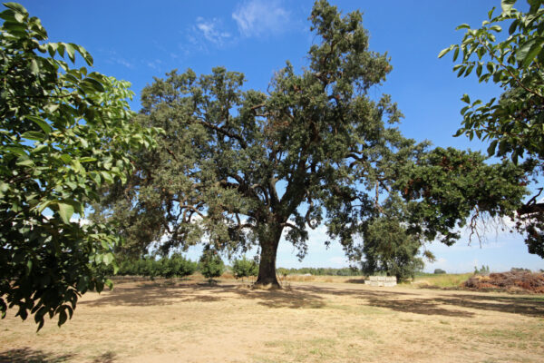 Historic Live Oak Trees at Filter Farm