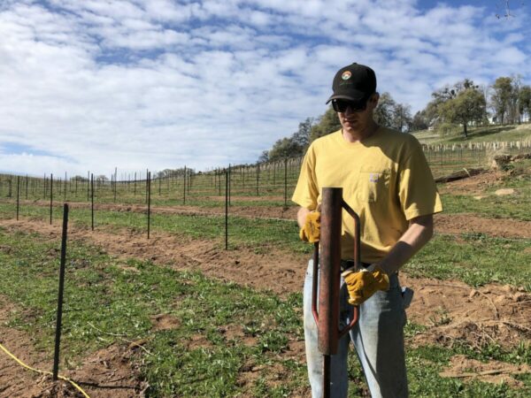 Driving posts in a vine field