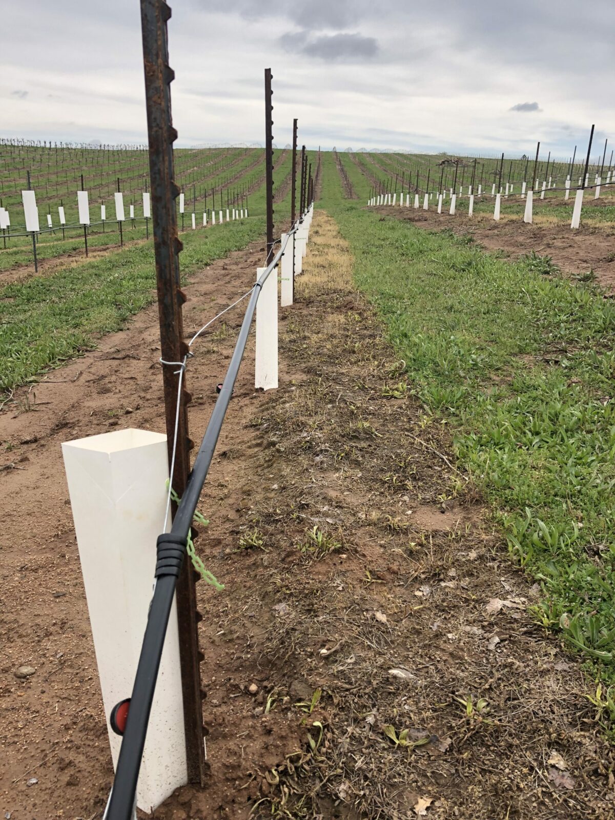 a row of stakes for new grape vines