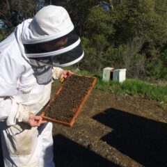 Beekeeping Benefits