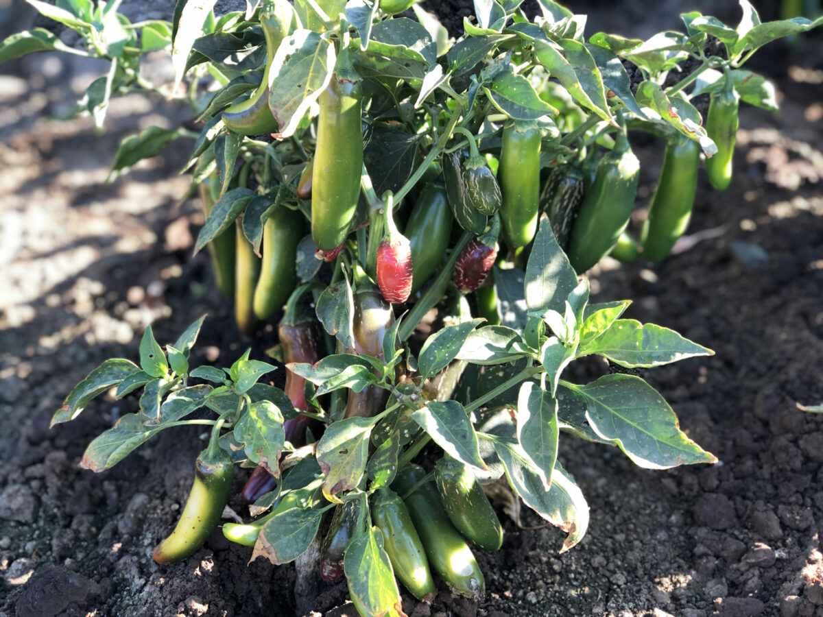 jalapeno peppers on bush