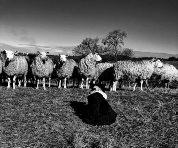 lambs and sheep dog in a field