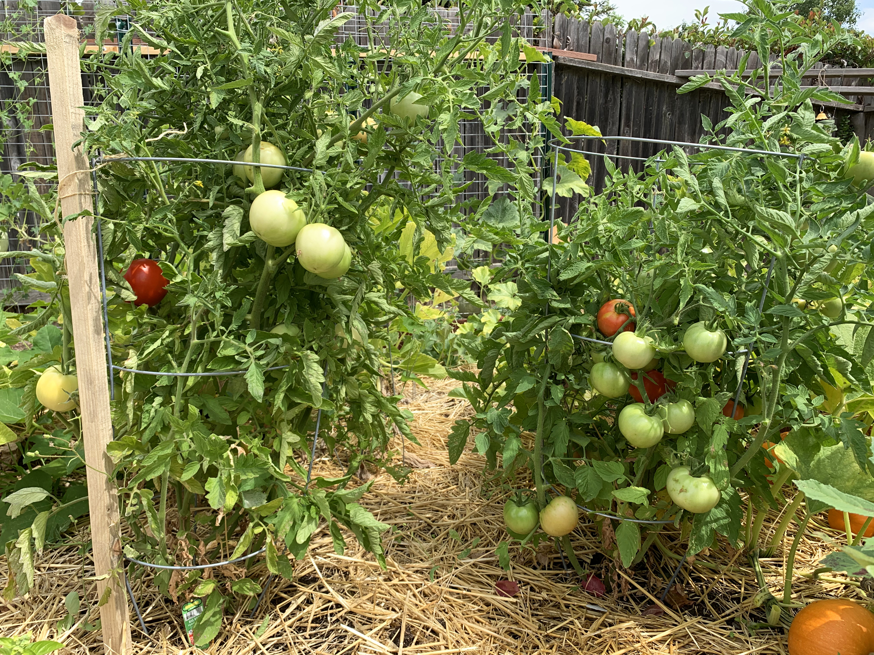 15+ 4Th Of July Tomato Plants