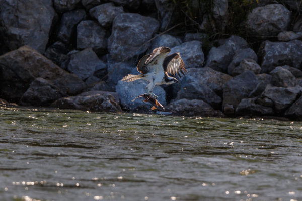 Osprey and fish 4000-150504-_7D_4358-2