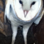 Barn Owls a welcome addition to Our Farm