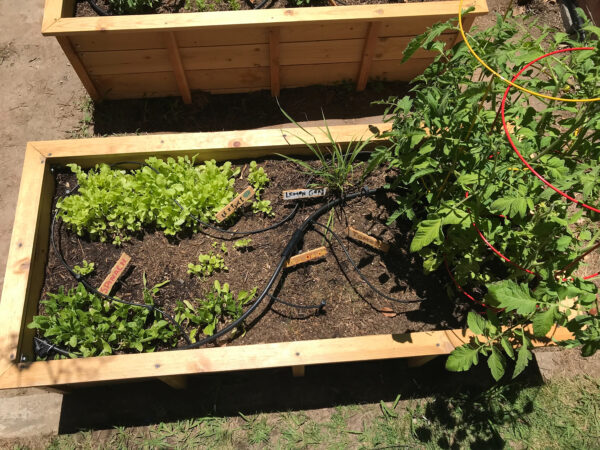 garden box with plants growing