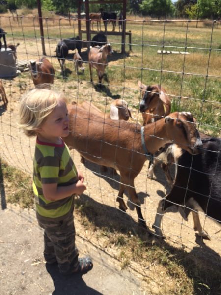 Birds, Goats and Beer in Placer County