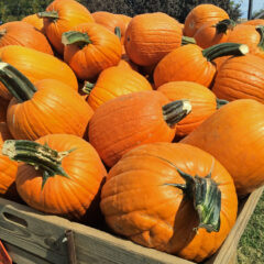 5 unexpected reasons to hit this prolific pumpkin patch