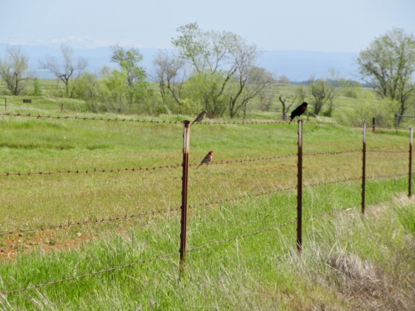 Birds on wire fence