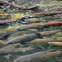 Fish Barriers helps Sacramento River Salmon