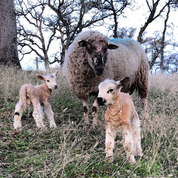 a sheep and two lambs