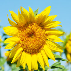 Sunflowers in the Sacramento Valley