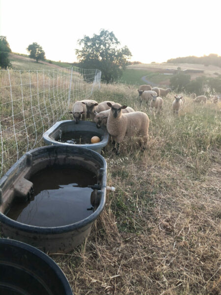 sheep drinking at a trough
